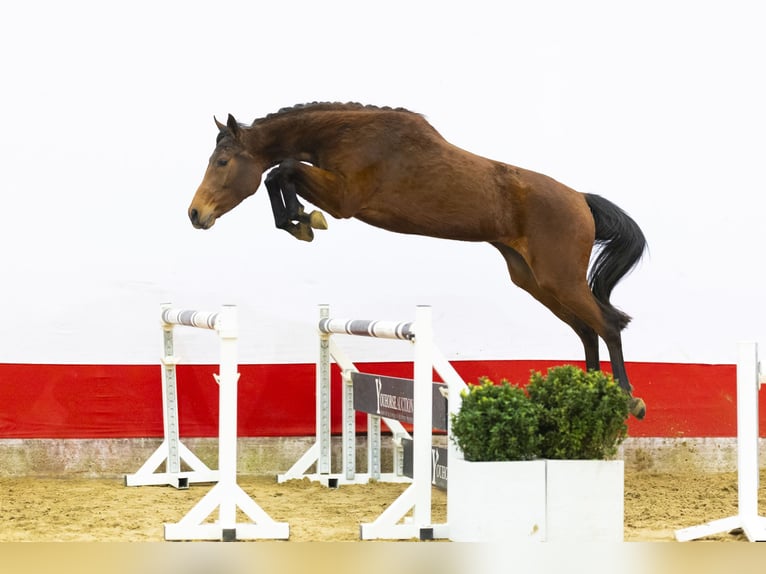 Zangersheider Jument 3 Ans 162 cm  in Waddinxveen