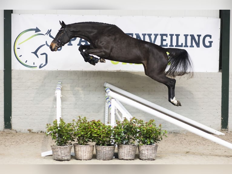 Zangersheider Jument 3 Ans 163 cm Bai brun in Heerde