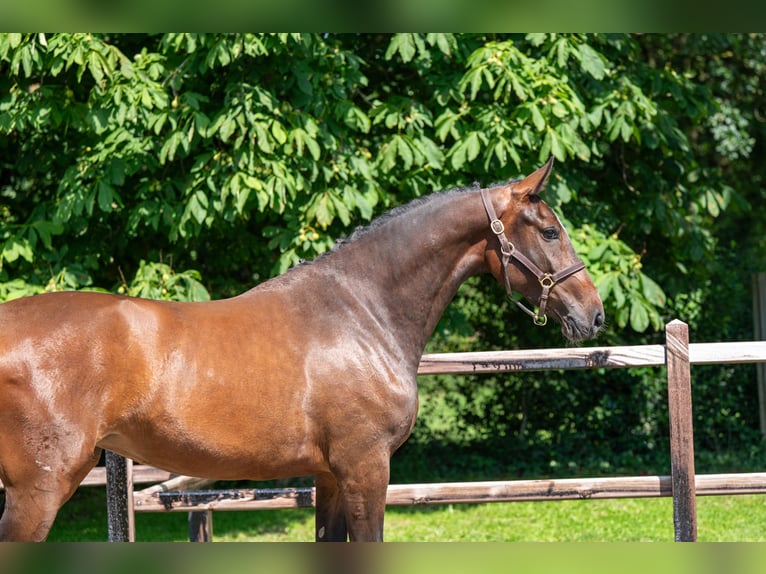 Zangersheider Jument 3 Ans 163 cm Bai in GROTE-BROGEL