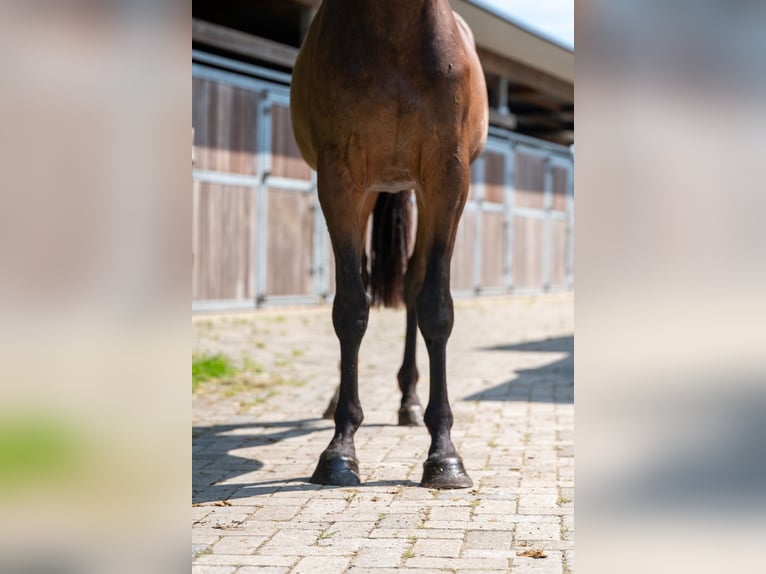 Zangersheider Jument 3 Ans 163 cm Bai in GROTE-BROGEL