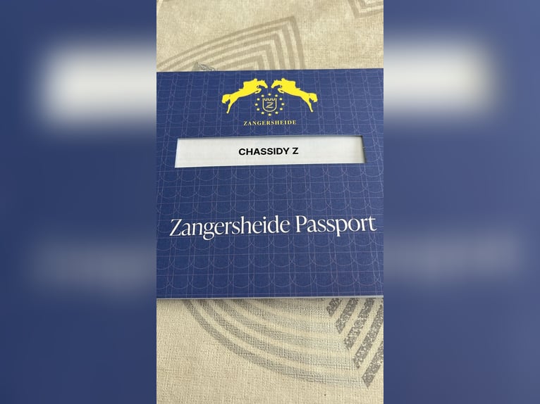 Zangersheider Jument 3 Ans 164 cm Bai in Heusden zolder