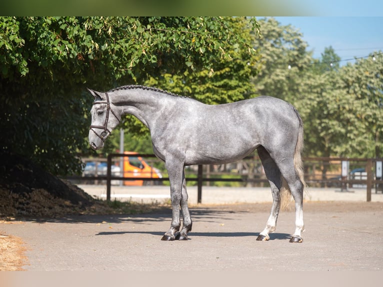Zangersheider Jument 3 Ans 164 cm  in GROTE-BROGEL