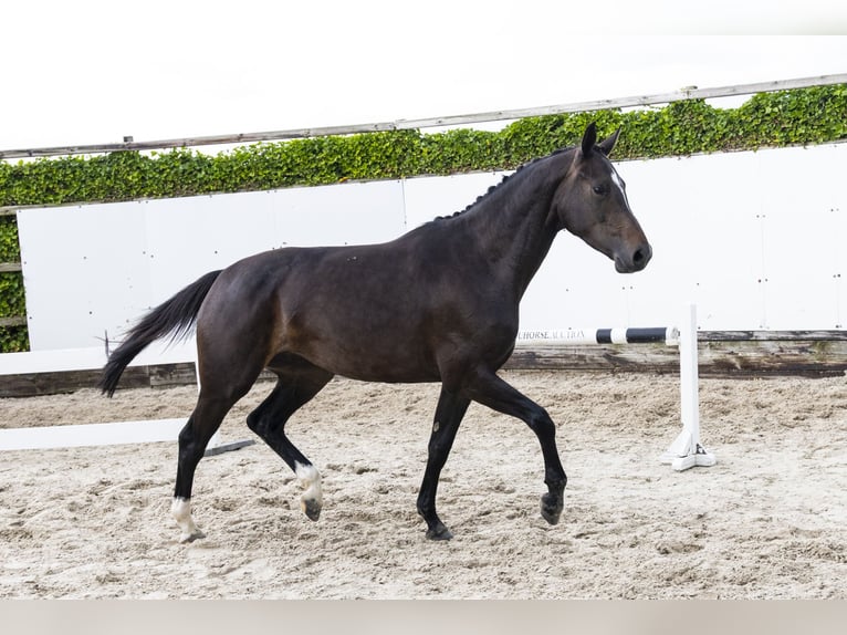 Zangersheider Jument 3 Ans 165 cm Bai brun in Waddinxveen
