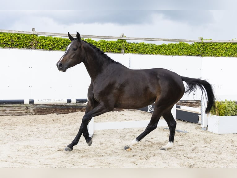 Zangersheider Jument 3 Ans 165 cm Bai brun in Waddinxveen