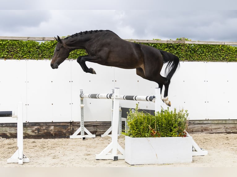 Zangersheider Jument 3 Ans 165 cm Bai brun in Waddinxveen
