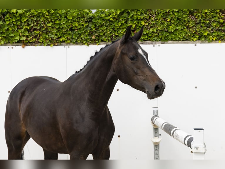 Zangersheider Jument 3 Ans 165 cm Bai brun in Waddinxveen