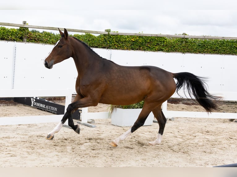 Zangersheider Jument 3 Ans 165 cm Bai in Waddinxveen Zangersheider Jument 3 Ans 165 cm Bai in Waddinxveen