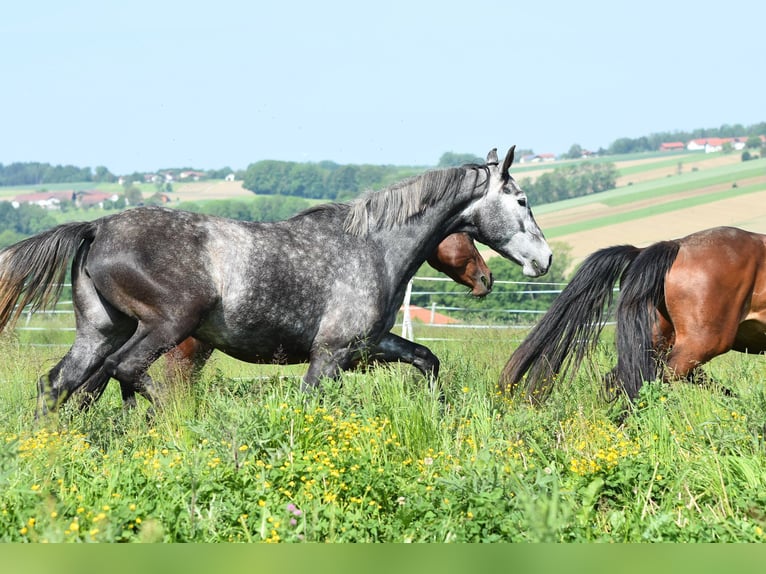 Zangersheider Jument 3 Ans 165 cm Gris in Sankt Wolfgang