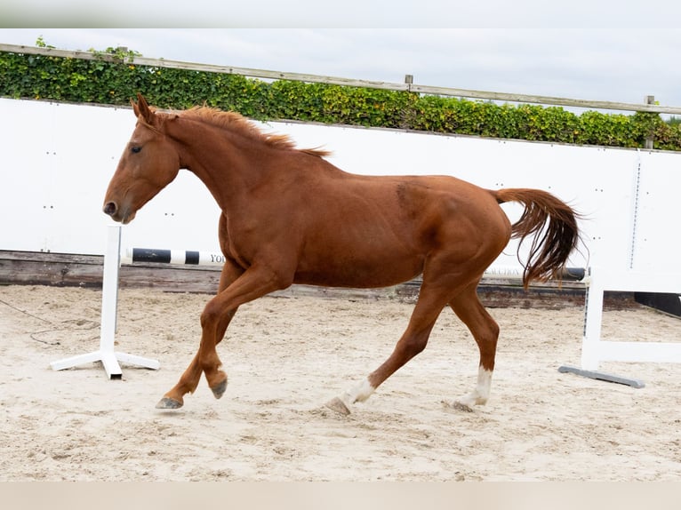 Zangersheider Jument 3 Ans 166 cm Alezan in Waddinxveen