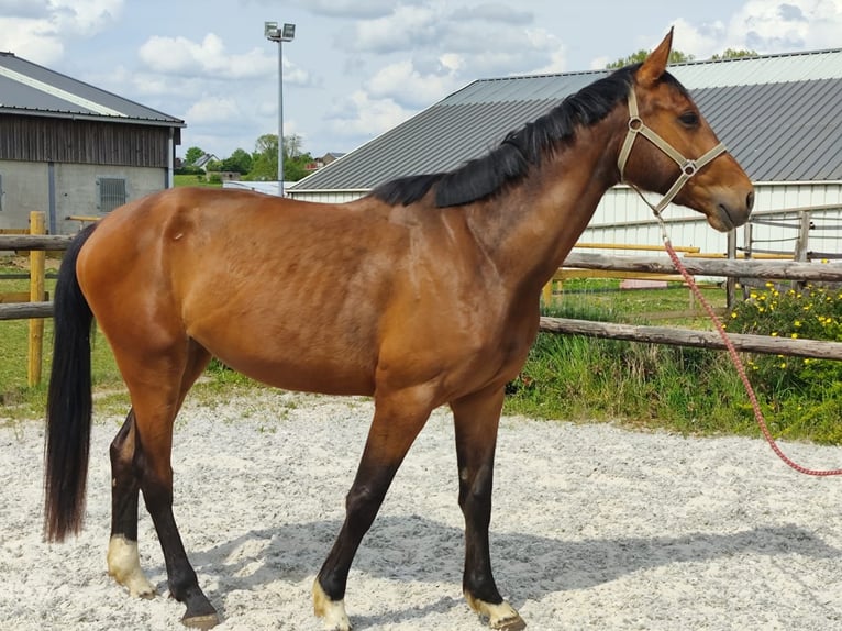 Zangersheider Jument 3 Ans 167 cm Bai cerise in Vance