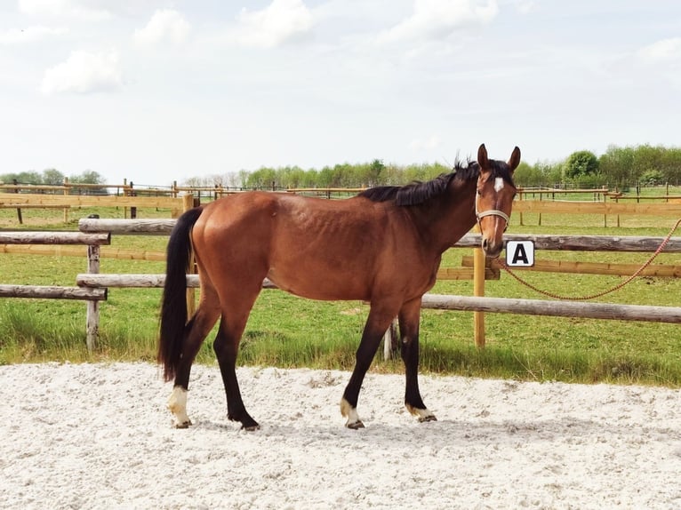 Zangersheider Jument 3 Ans 167 cm Bai cerise in Vance