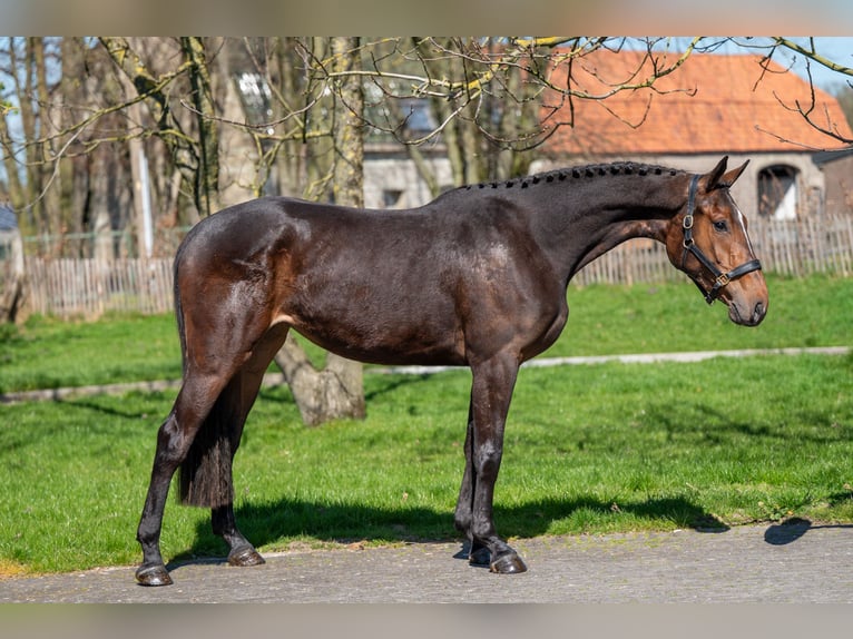 Zangersheider Jument 3 Ans 167 cm  in GROTE-BROGEL