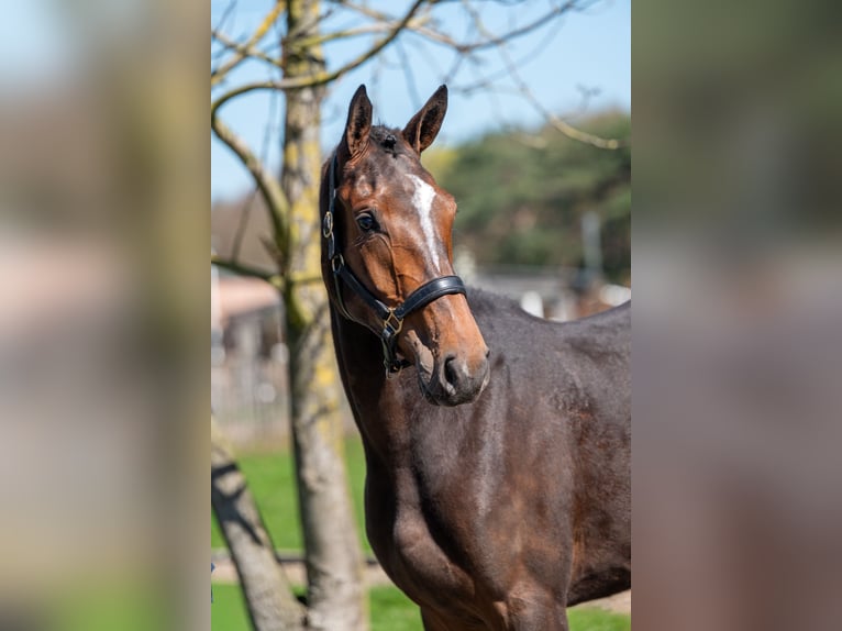 Zangersheider Jument 3 Ans 167 cm  in GROTE-BROGEL