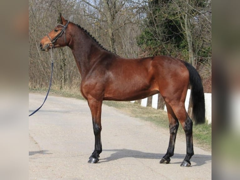 Zangersheider Jument 3 Ans 168 cm Bai in Szarvas