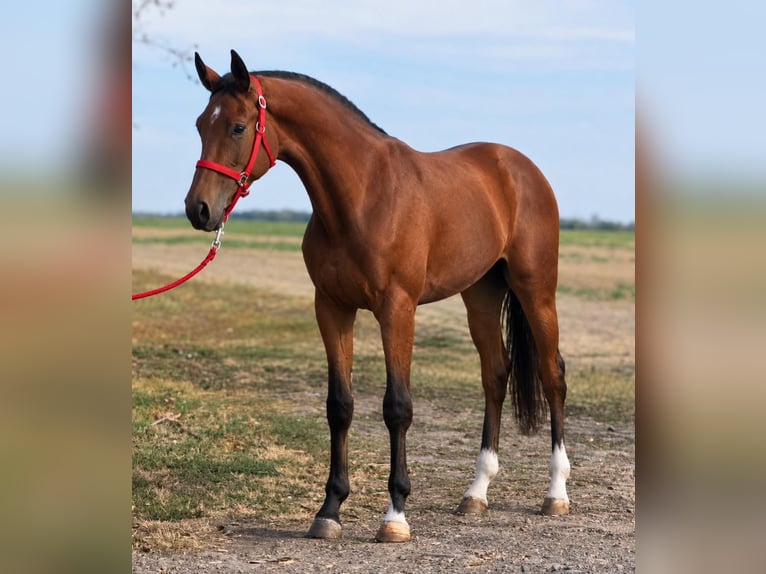 Zangersheider Jument 3 Ans 169 cm Bai in Csabacsűd