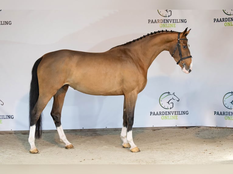 Zangersheider Jument 3 Ans 169 cm Bai in Heerde