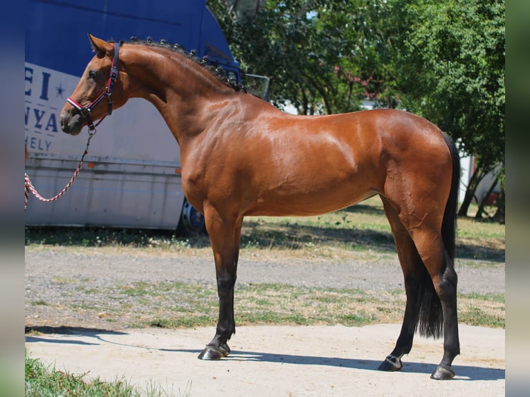 Zangersheider Jument 3 Ans 169 cm Bai in Hódmezővásárhely Zangersheider Jument 3 Ans 169 cm Bai in Hódmezővásárhely