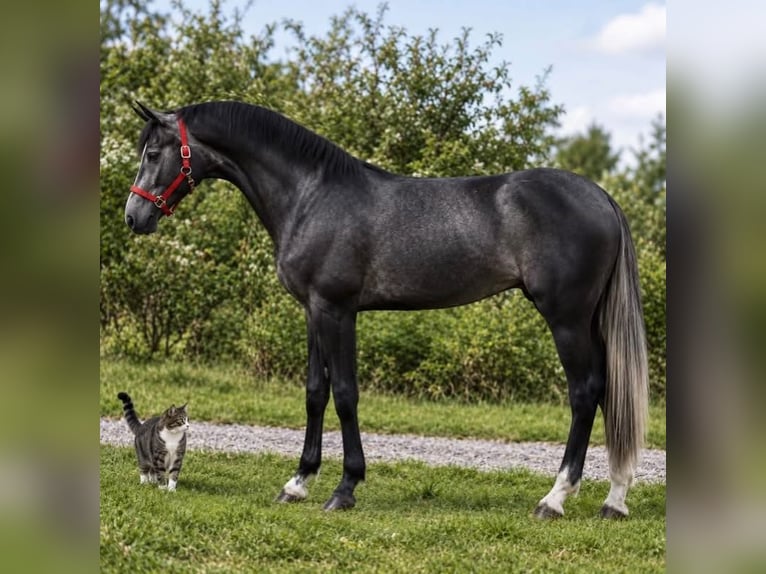Zangersheider Jument 3 Ans 169 cm Gris in Csabacsűd