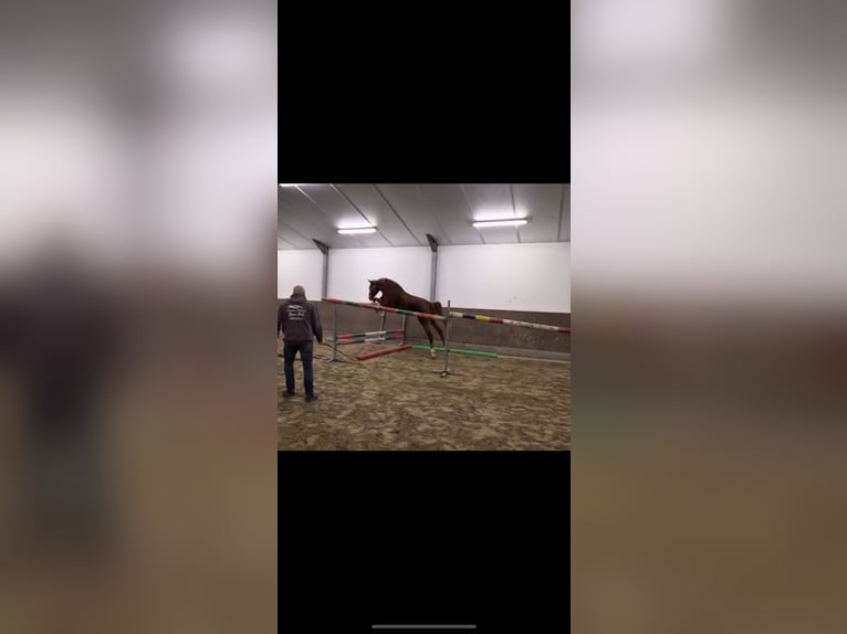 Zangersheider Jument 3 Ans 170 cm Alezan in Herselt