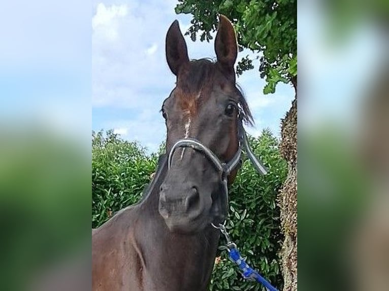 Zangersheider Jument 3 Ans Bai brun in Zwolle