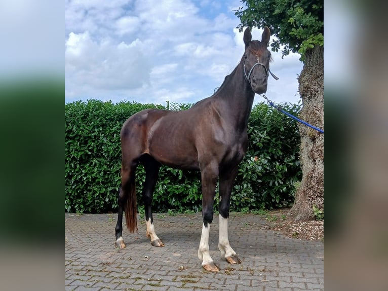 Zangersheider Jument 3 Ans Bai brun in Zwolle