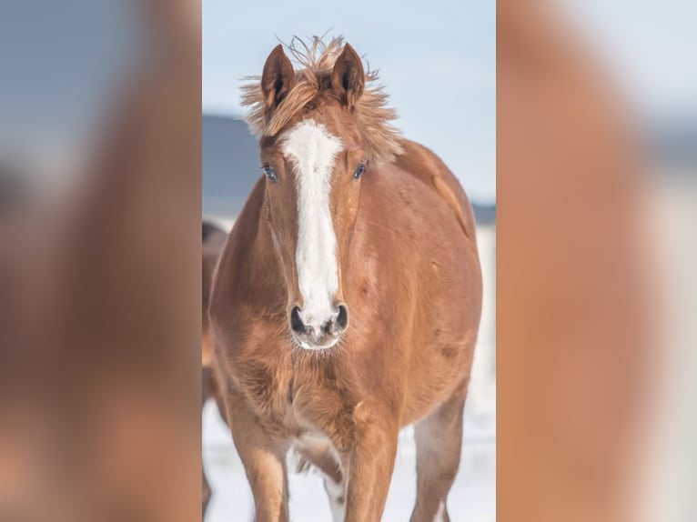 Zangersheider Jument 3 Ans in Gronowice