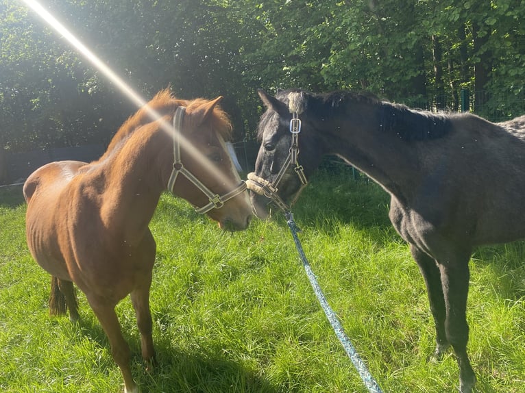Zangersheider Jument 4 Ans 149 cm Gris in Dortmund
