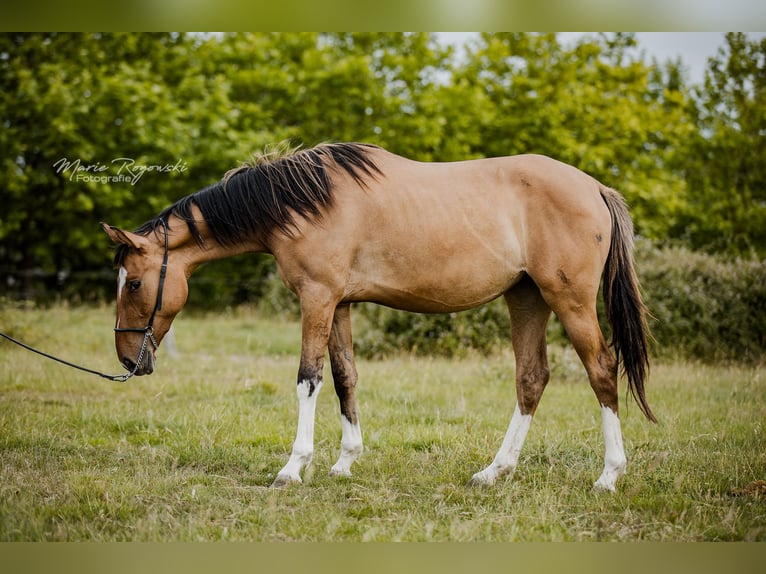 Zangersheider Jument 4 Ans 150 cm Isabelle in Beaumont-Pied-de-Buf