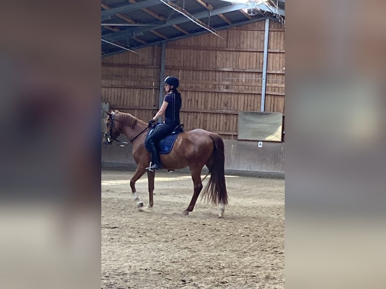 Zangersheider Jument 4 Ans 154 cm Alezan in Meerbusch