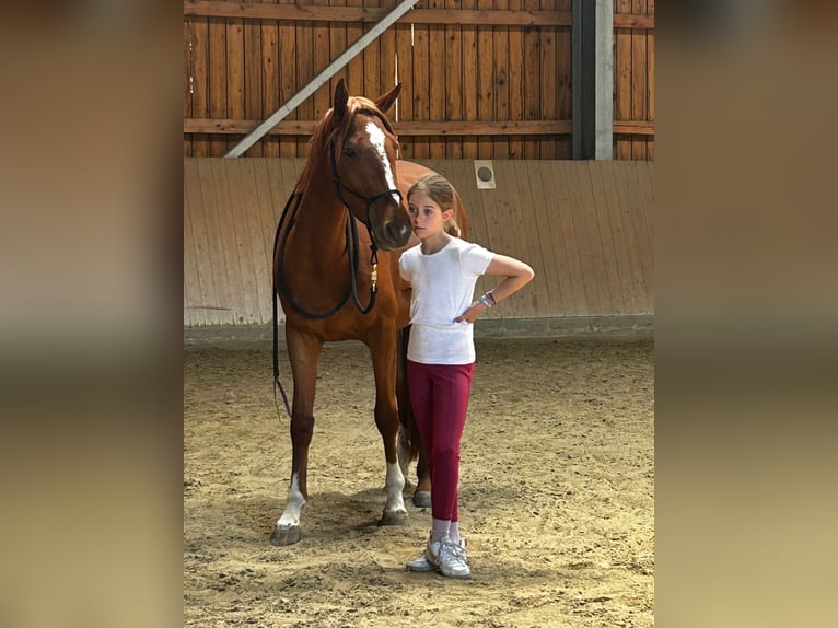 Zangersheider Jument 4 Ans 154 cm Alezan in Meerbusch
