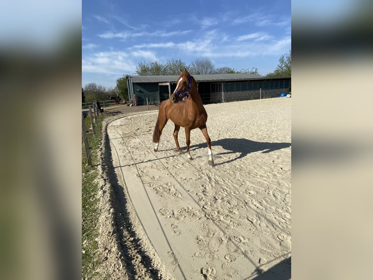 Zangersheider Jument 4 Ans 154 cm Alezan in Meerbusch