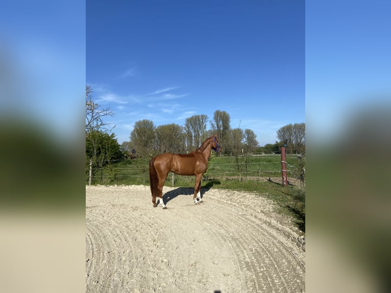 Zangersheider Jument 4 Ans 154 cm Alezan in Meerbusch