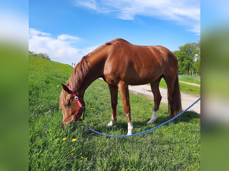 Zangersheider Jument 4 Ans 154 cm Alezan in Meerbusch