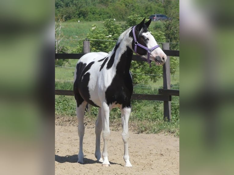 Zangersheider Jument 4 Ans 156 cm Pinto in M&#xFC;cheln