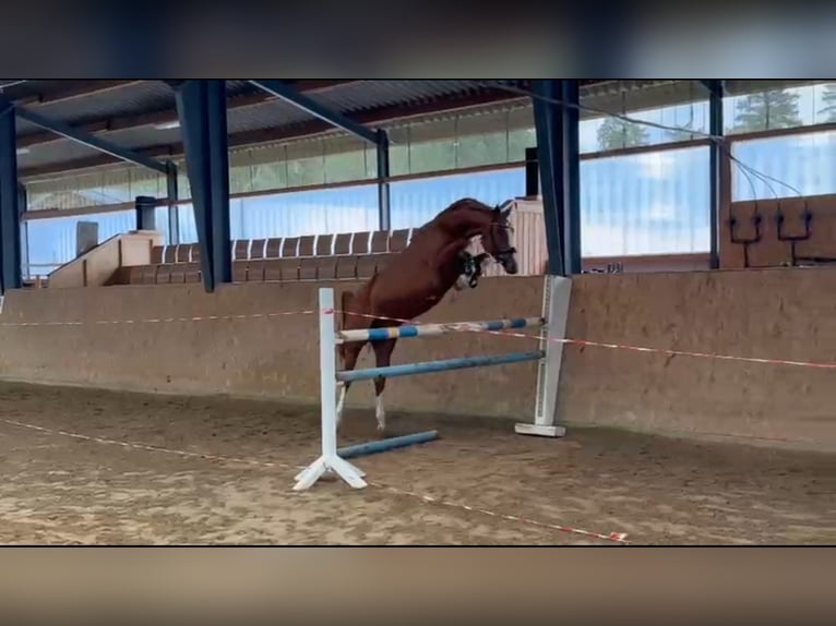 Zangersheider Jument 4 Ans 160 cm Alezan in Gadow