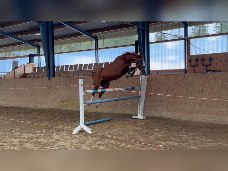 Zangersheider Jument 4 Ans 160 cm Alezan in Gadow