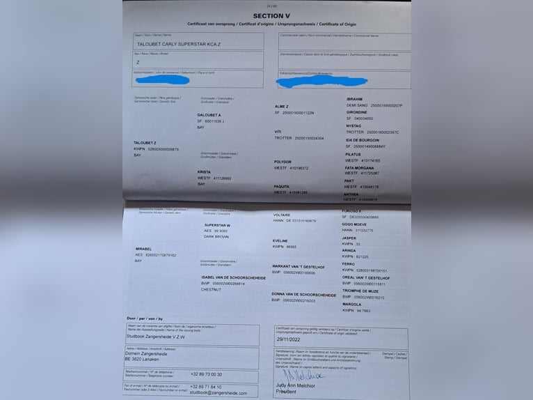 Zangersheider Jument 4 Ans 160 cm Bai brun in Zwolle