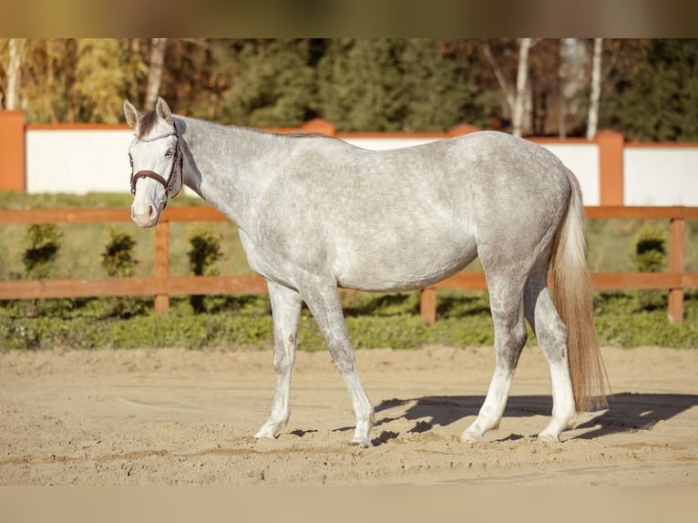Zangersheider Jument 4 Ans 160 cm Gris in Lubin