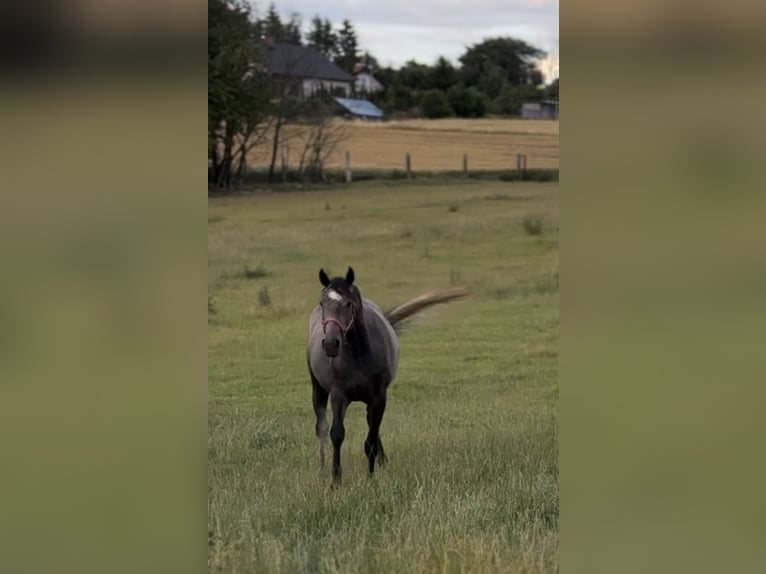 Zangersheider Jument 4 Ans 160 cm Gris in Jarosławiec