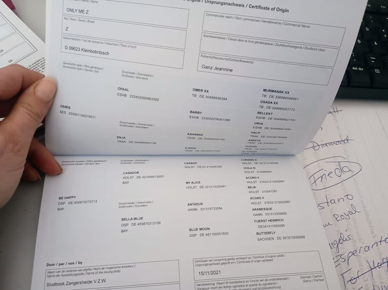 Zangersheider Jument 4 Ans 161 cm Buckskin in Frauenstein Zangersheider Jument 4 Ans 161 cm Buckskin in Frauenstein