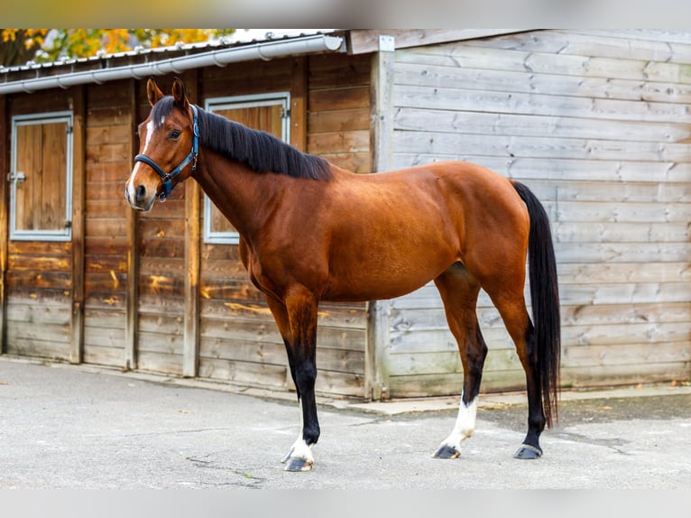 Zangersheider Jument 4 Ans 162 cm Bai in Maastricht