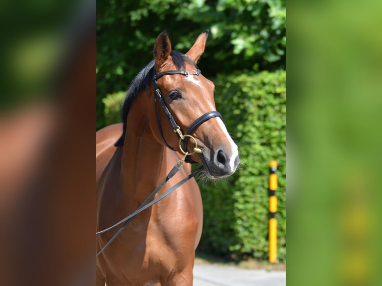 Zangersheider Jument 4 Ans 162 cm Bai in Jettingen-Scheppach