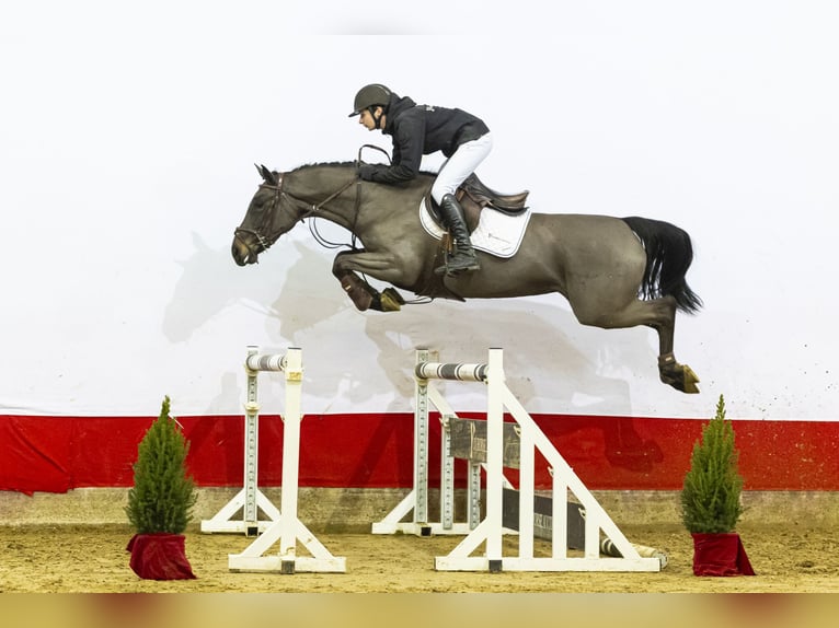 Zangersheider Jument 4 Ans 163 cm Bai brun foncé in Waddinxveen