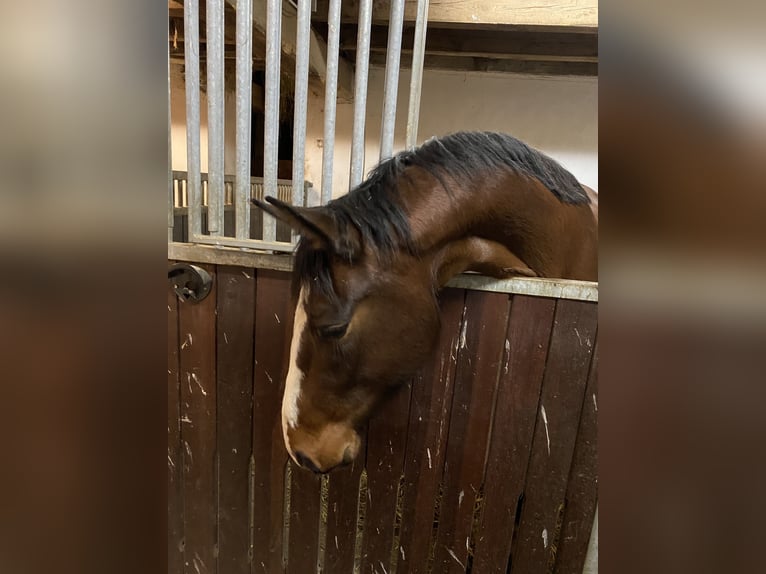 Zangersheider Jument 4 Ans 163 cm Bai in Steinau an der Straße