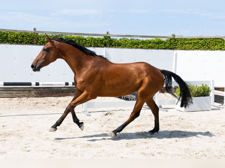 Zangersheider Jument 4 Ans 163 cm Bai in Waddinxveen