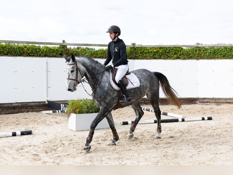 Zangersheider Jument 4 Ans 163 cm Gris in Waddinxveen Zangersheider Jument 4 Ans 163 cm Gris in Waddinxveen