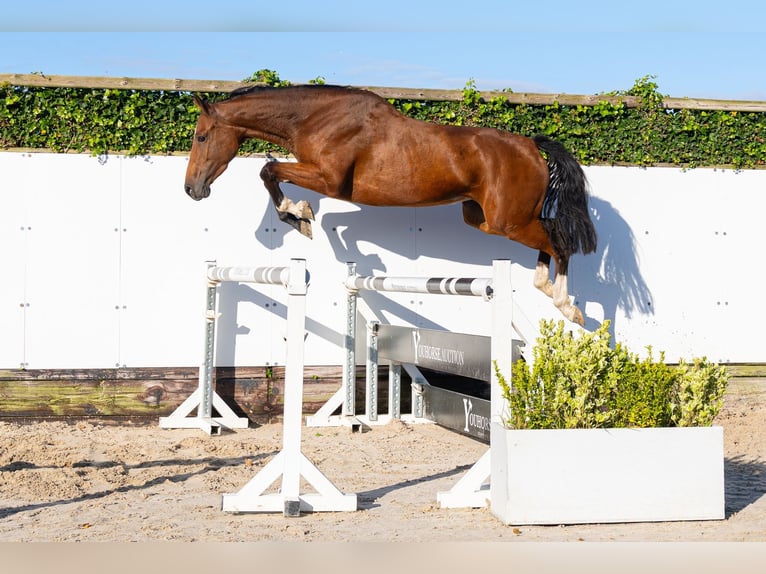 Zangersheider Jument 4 Ans 164 cm Bai brun in Waddinxveen