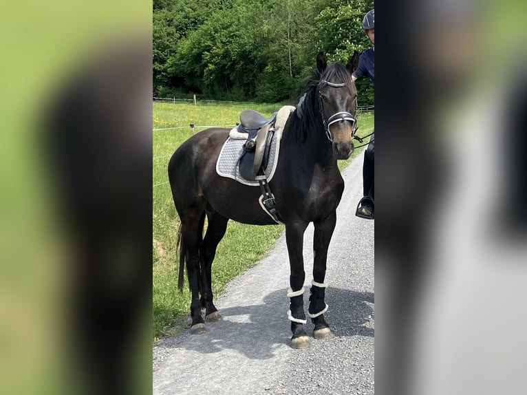 Zangersheider Jument 4 Ans 165 cm Bai brun in Neckargemünd
