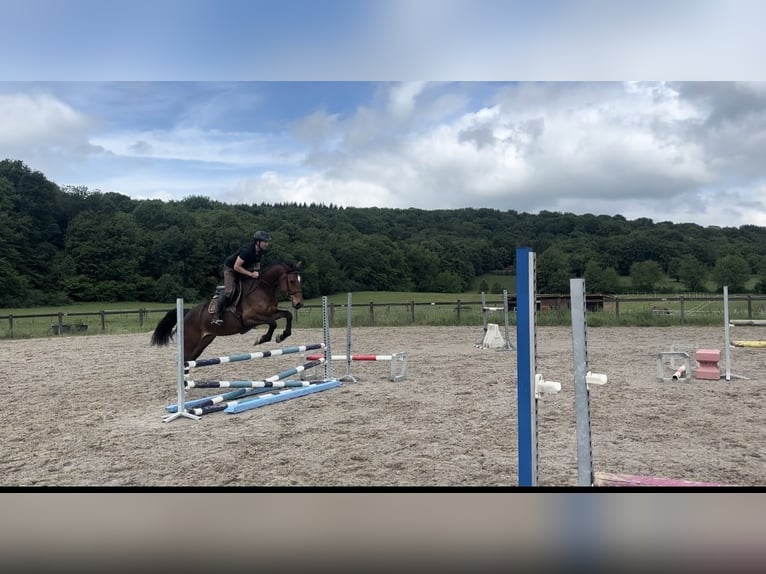 Zangersheider Jument 4 Ans 165 cm Bai in BucBavilliers
