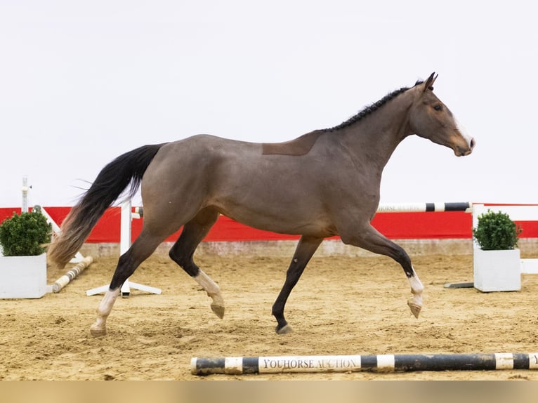 Zangersheider Jument 4 Ans 165 cm Bai in Waddinxveen